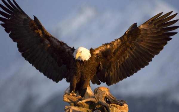 Bald Eagle Wallpaper 4 تصوير الشاشة