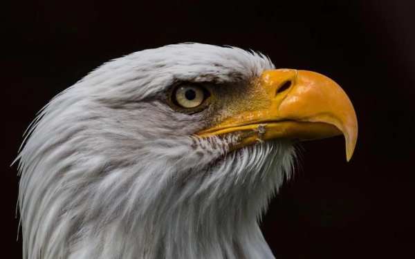 Bald Eagle Wallpaper 1 تصوير الشاشة