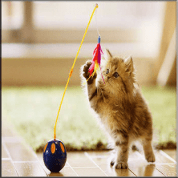 ikon Jigsaw Cat Funny