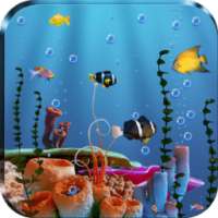 Live Fish Feed Wallpaper