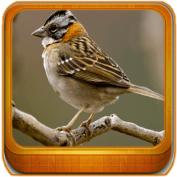 Piado De Tico Tico FEMEA icon