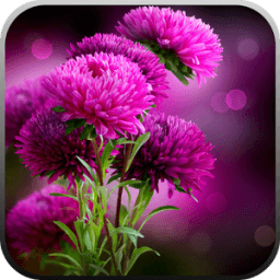 Live Wallpaper - Flowers आइकन
