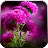 Live Wallpaper - Flowers on 9Apps