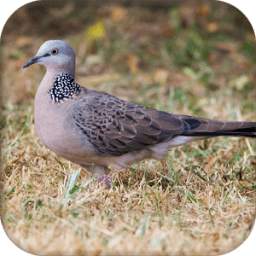 Spotted dove sound