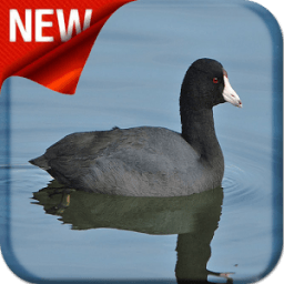 American Coot Bird Sound иконка