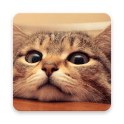 ikon Funny Cat Videos