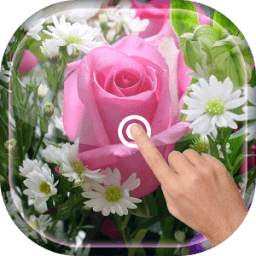 Magic Touch - Pink Rose Flower LWP