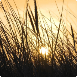 Grass Live Wallpaper HD иконка