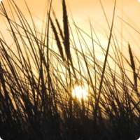 Grass Live Wallpaper HD on 9Apps