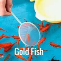 How to scoop gold fish - Video