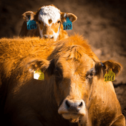 JT Farms أيقونة