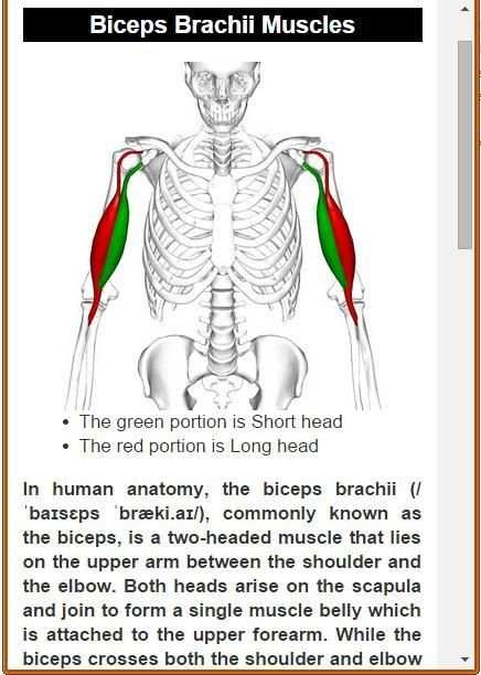 Muscular System(Anatomy) скриншот 3