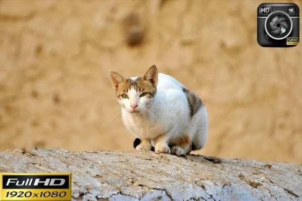 Professional HD Camera DSLR screenshot 2