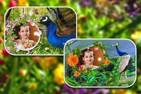 Peacock Photo Frames HD 4 تصوير الشاشة