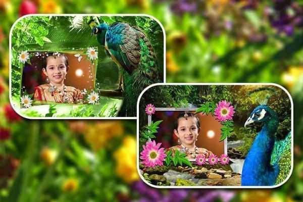Peacock Photo Frames HD 1 تصوير الشاشة
