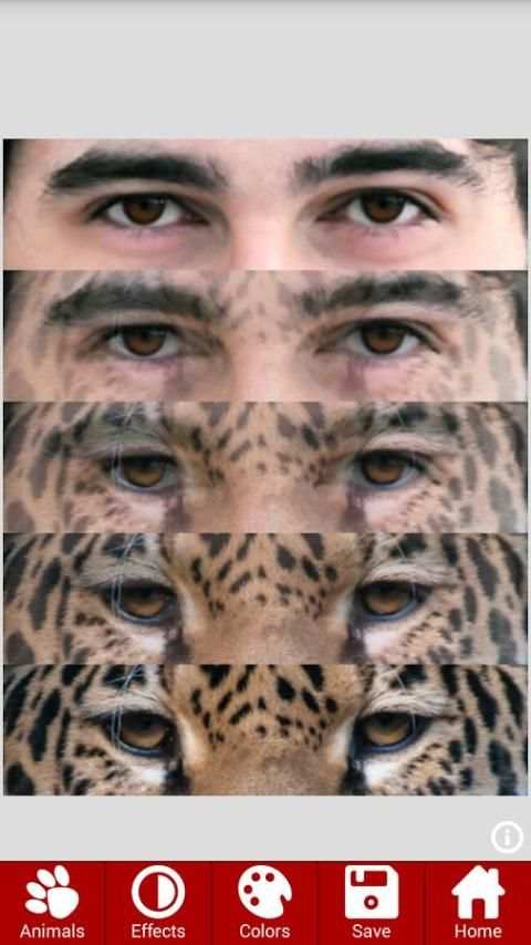 Animal Faces - Face Morphing screenshot 7