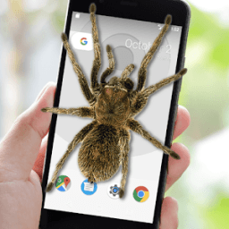 Spider on Screen Prank أيقونة