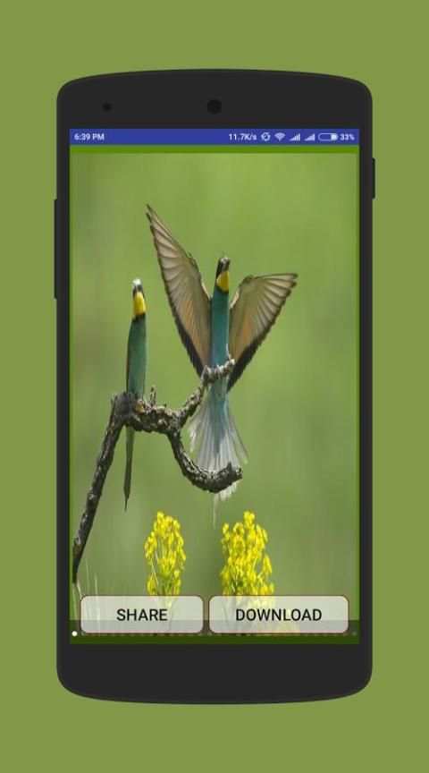 Birds Wallpapers скриншот 3