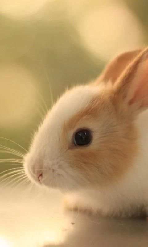 Cute Rabbits Wallpapers скриншот 3