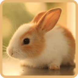 Cute Rabbits Wallpapers иконка