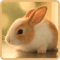 Cute Rabbits Wallpapers on 9Apps