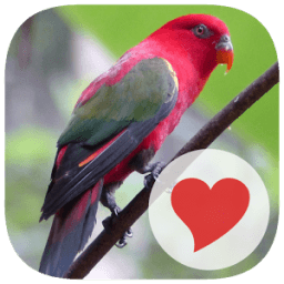 3 Pics 1 Key Word أيقونة