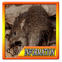 ikon The Sound of Rats