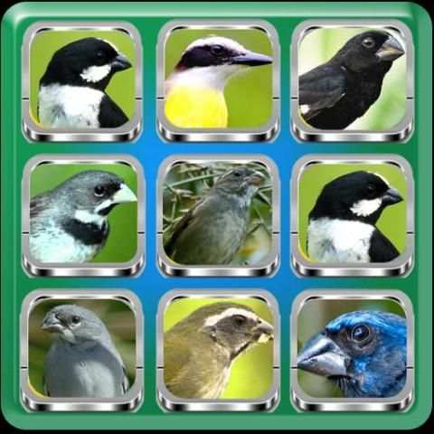 Birdsong Complete | Offline Audio screenshot 5
