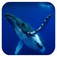 Whale 3D. Video wallpaper on 9Apps