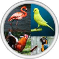 صور و اصوات الطيور - العاب اطفال