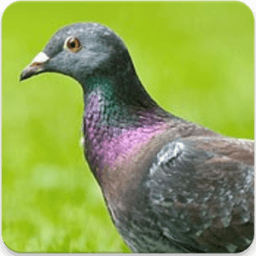 Sound of Pigeon : Pigeon Bird Sound App иконка