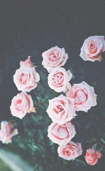 Wallpaper Tumblr screenshot 4