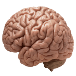 brain anatomy tutor иконка