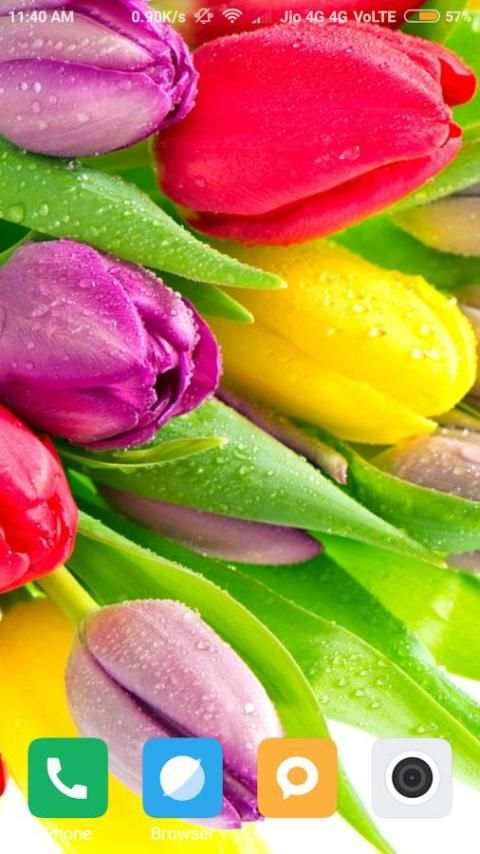 Tulips Flower Wallpaper screenshot 6