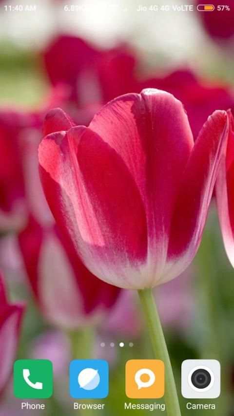 Tulips Flower Wallpaper screenshot 7