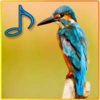 Best Song For Birds on 9Apps