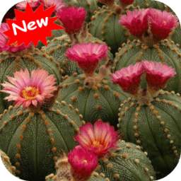 Cactus Wallpaper 1.1