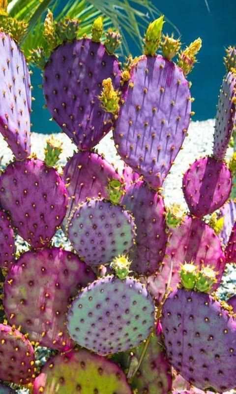 Cactus screenshot 2