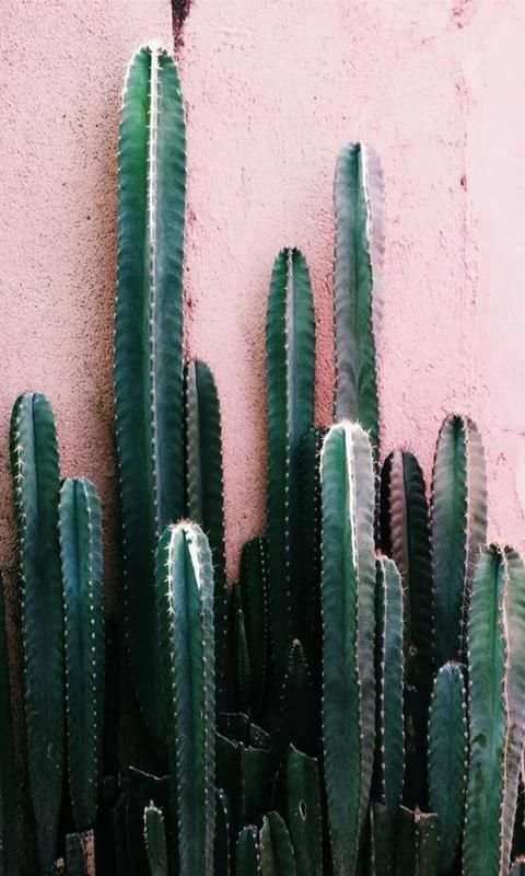 Cactus screenshot 1