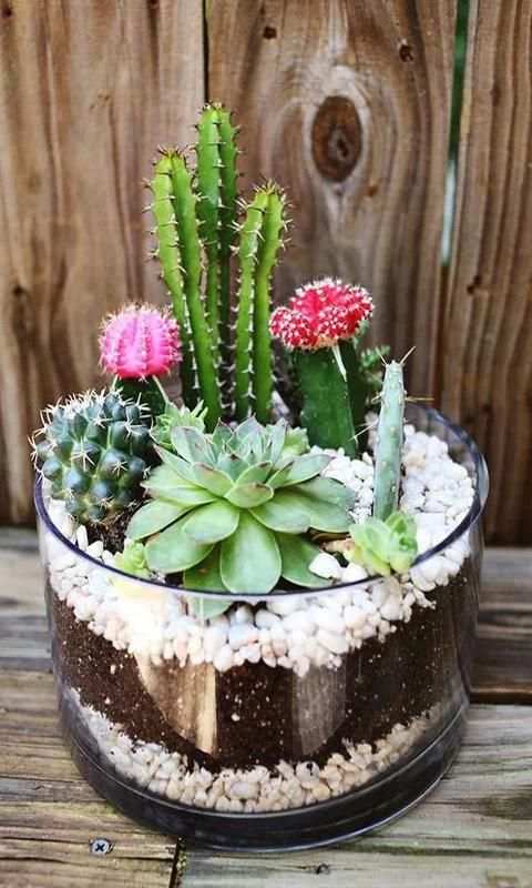 Cactus screenshot 4