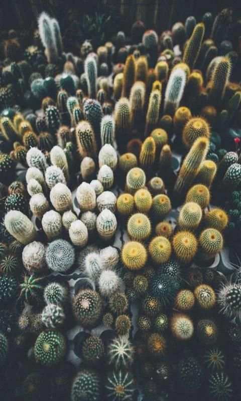 Cactus screenshot 3