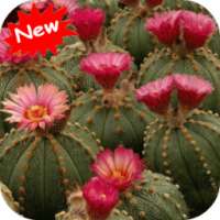 Cactus on 9Apps