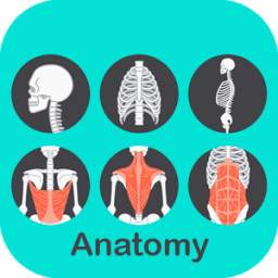 A to Z Anatomy 1.2
