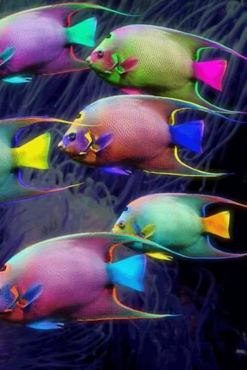 Fish Wallpaper screenshot 6