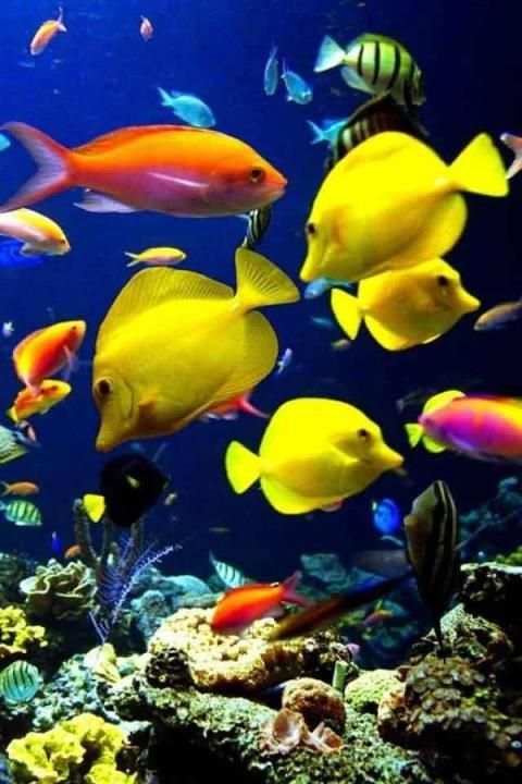 Fish Wallpaper screenshot 14