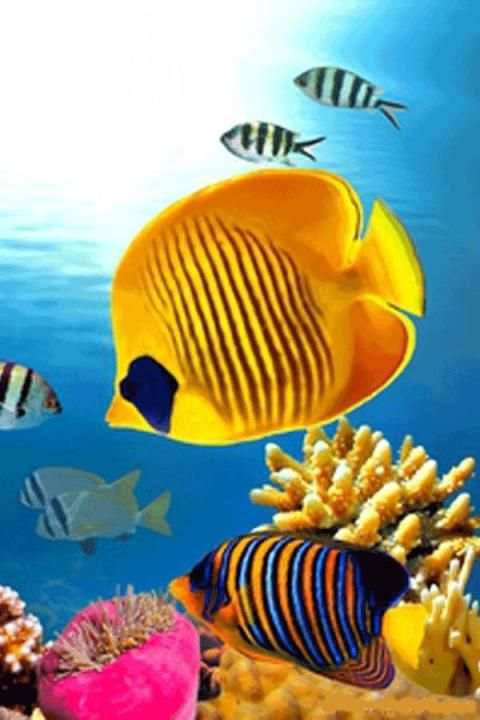 Fish Wallpaper screenshot 13