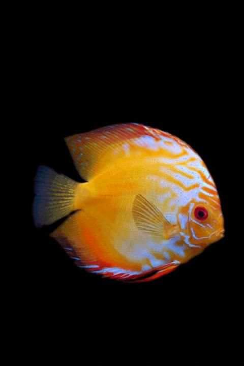 Fish Wallpaper screenshot 5