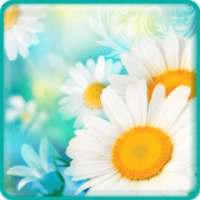 Daisies Live Wallpaper