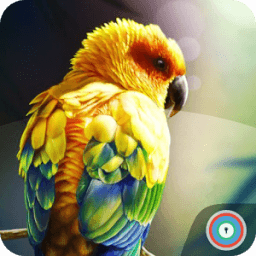 Birds Wallpaper HD Lockscreen иконка
