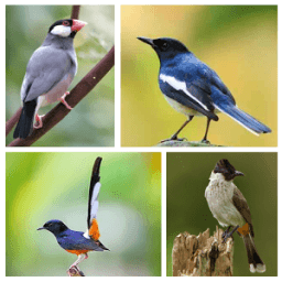 Suara Burung Isian Mp3 icon